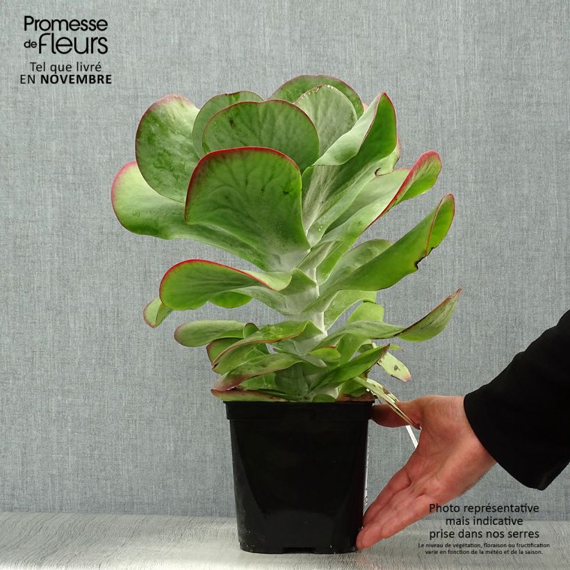 Kalanchoe thyrsiflora Bronze Sculpture 2L/3L pot sample as delivered in autumn