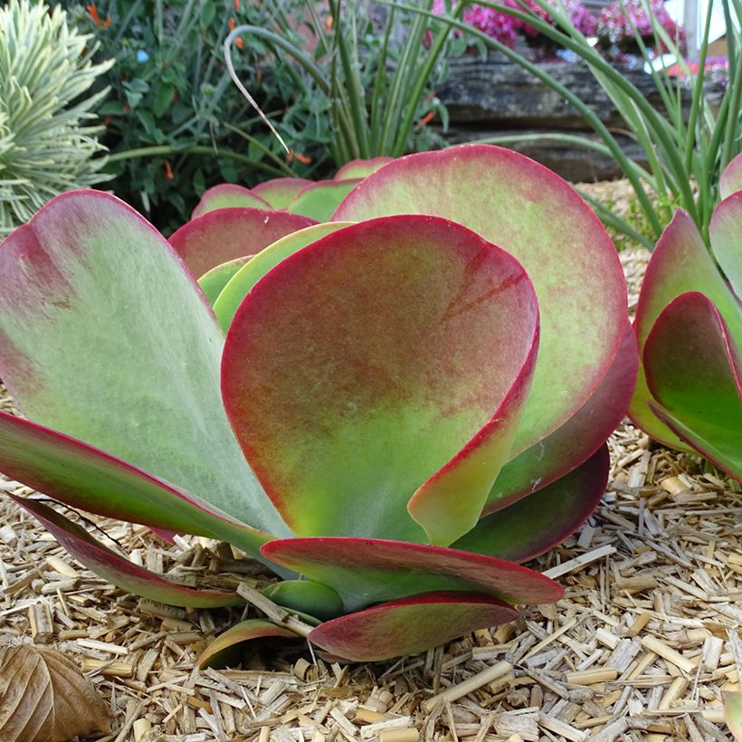 Kalanchoe thyrsiflora Bronze Sculpture (Plant habit)