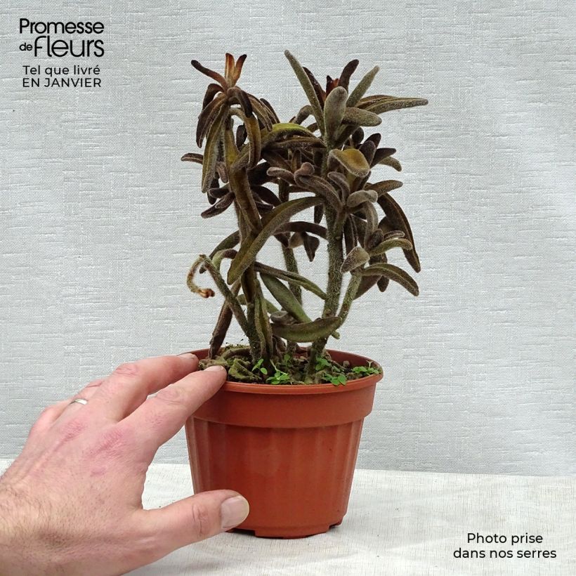 Kalanchoe tomentosa 12cm pot sample as delivered in winter
