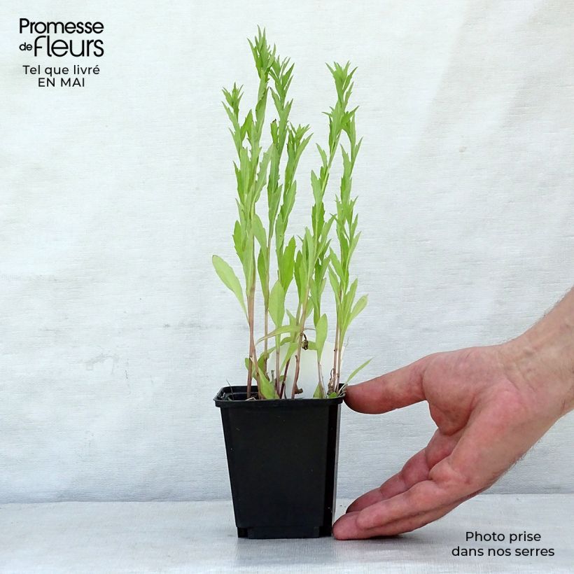 Kalimeris incisa 8/9 cm pot sample as delivered in spring