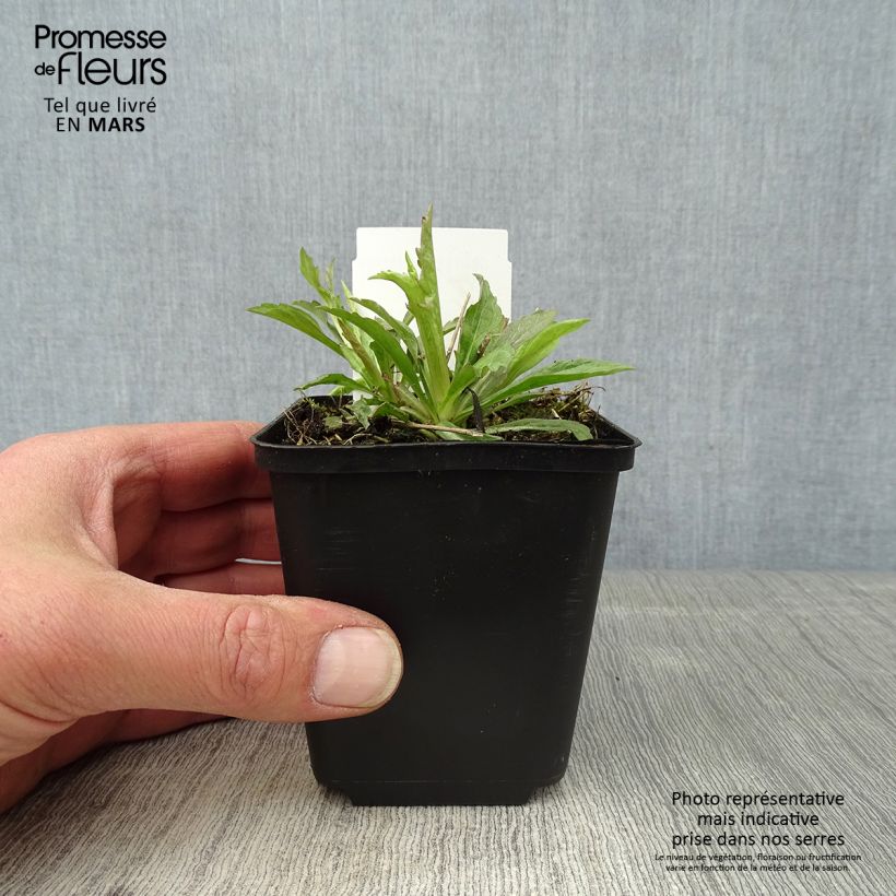 Kalimeris incisa Alba 8/9 cm pot sample as delivered in spring