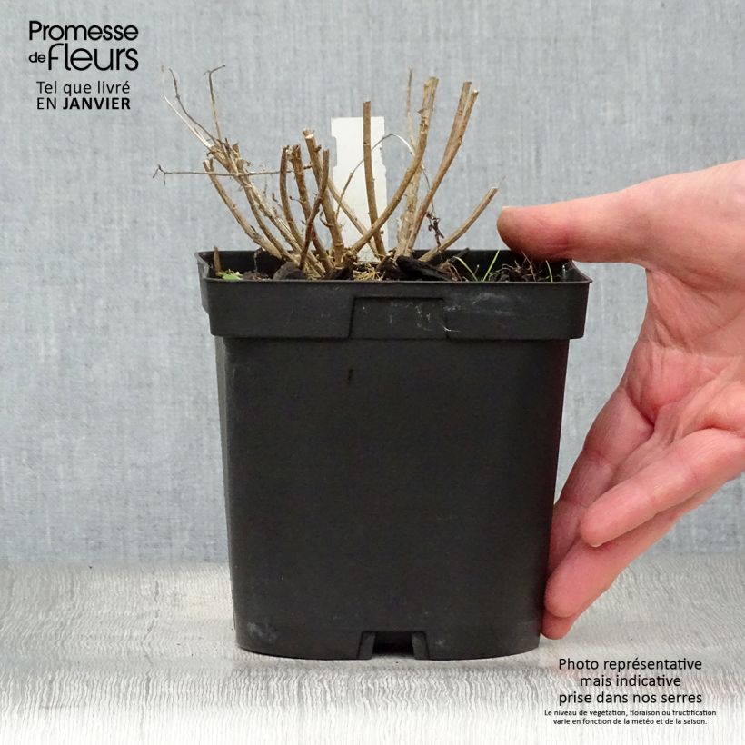 Kalimeris incisa Blue Star 2L/3L pot sample as delivered in winter