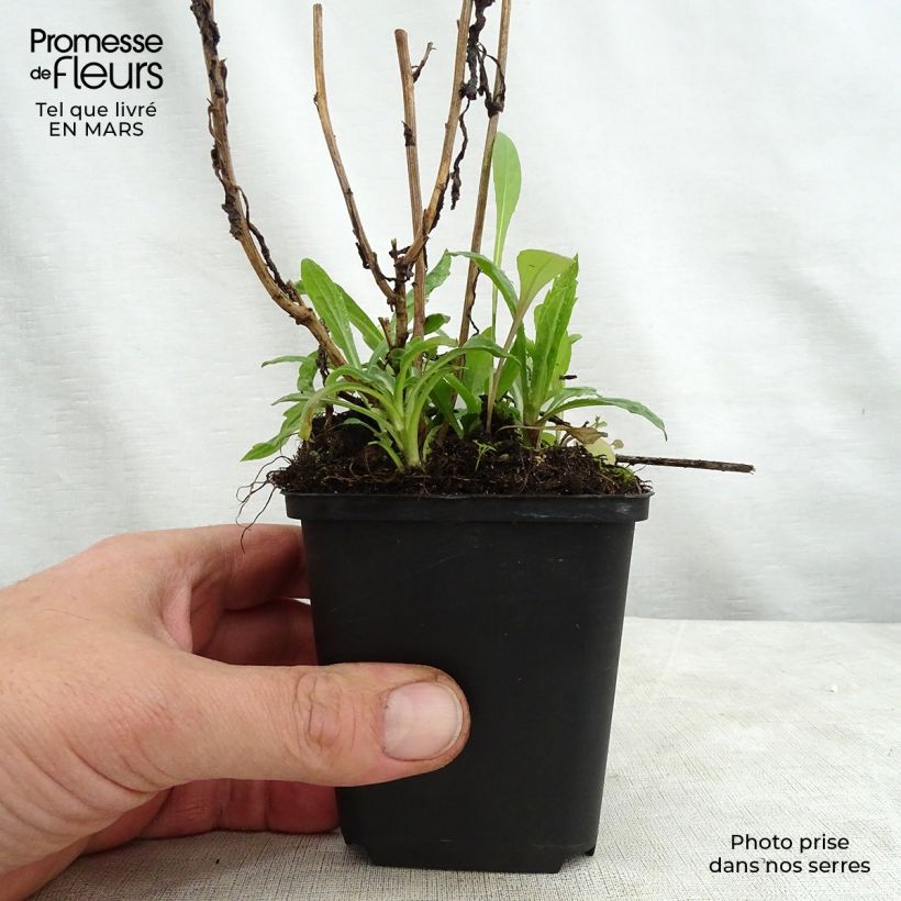 Kalimeris incisa Charlotte 8/9 cm pot sample as delivered in spring