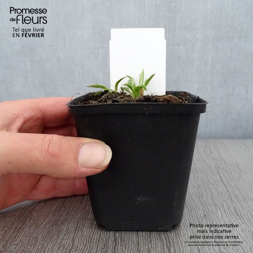 Kalimeris incisa Charlotte 8/9 cm pot sample as delivered in winter