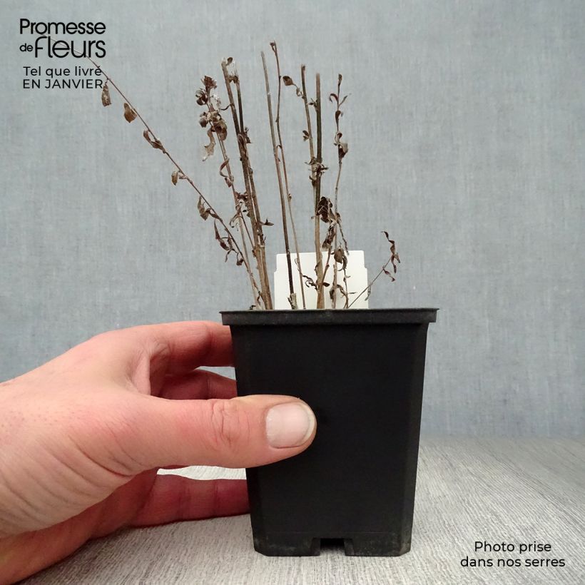 Kalimeris incisa 8/9 cm pot sample as delivered in winter