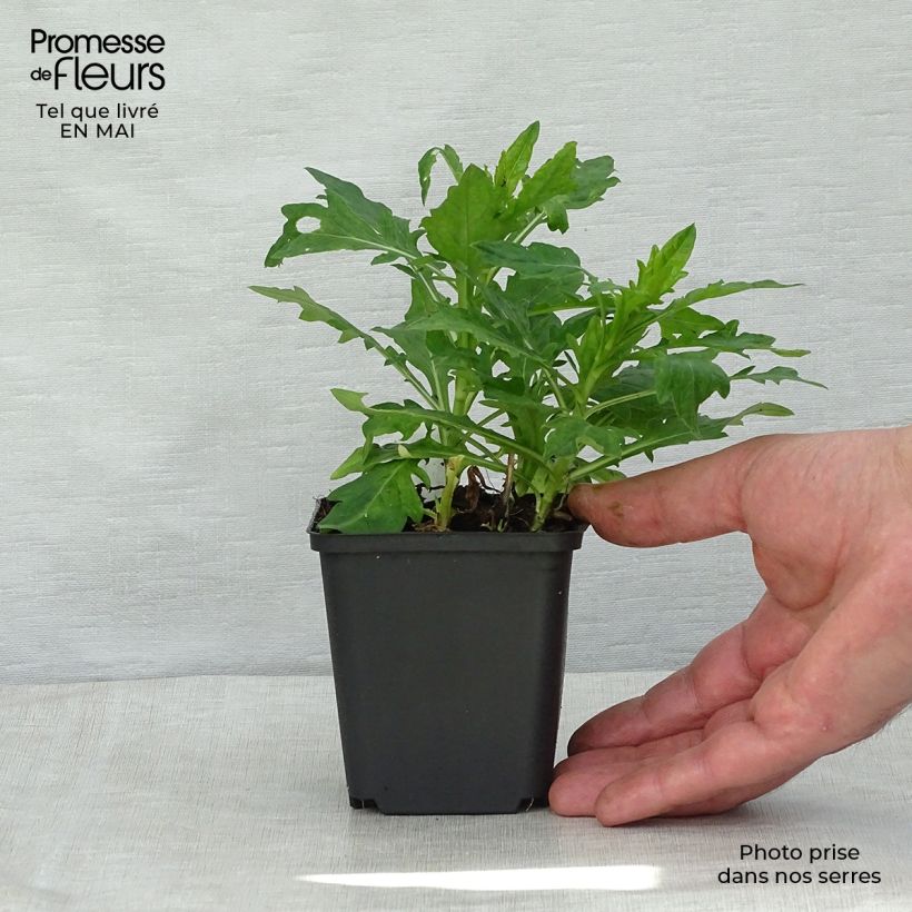 Kalimeris incisa Madiva 8/9 cm pot sample as delivered in spring