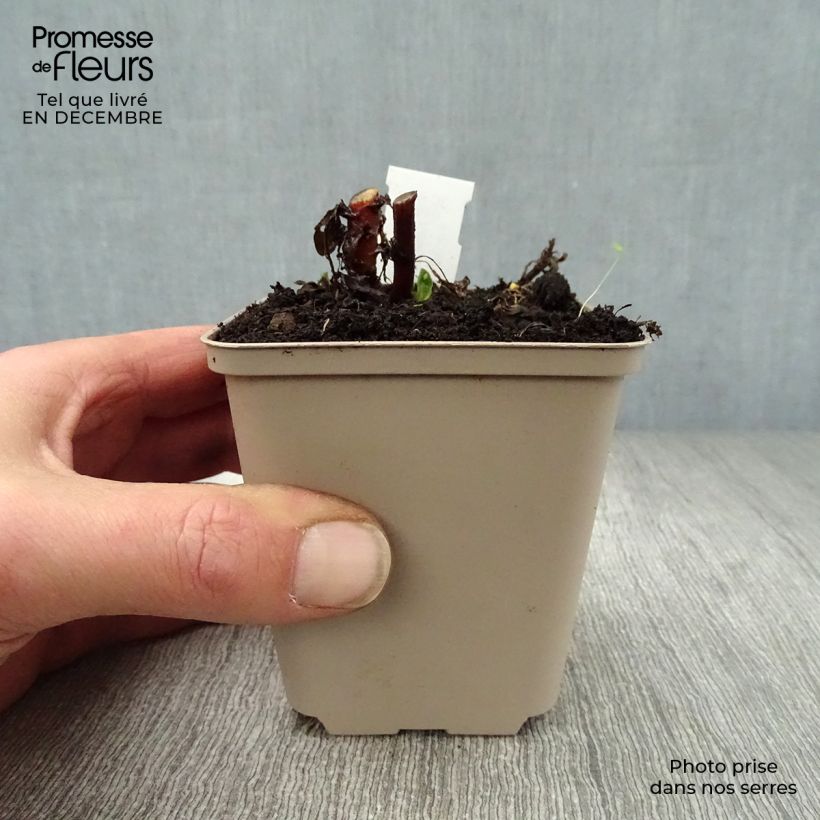 Kalimeris incisa Madiva 8/9 cm pot sample as delivered in winter