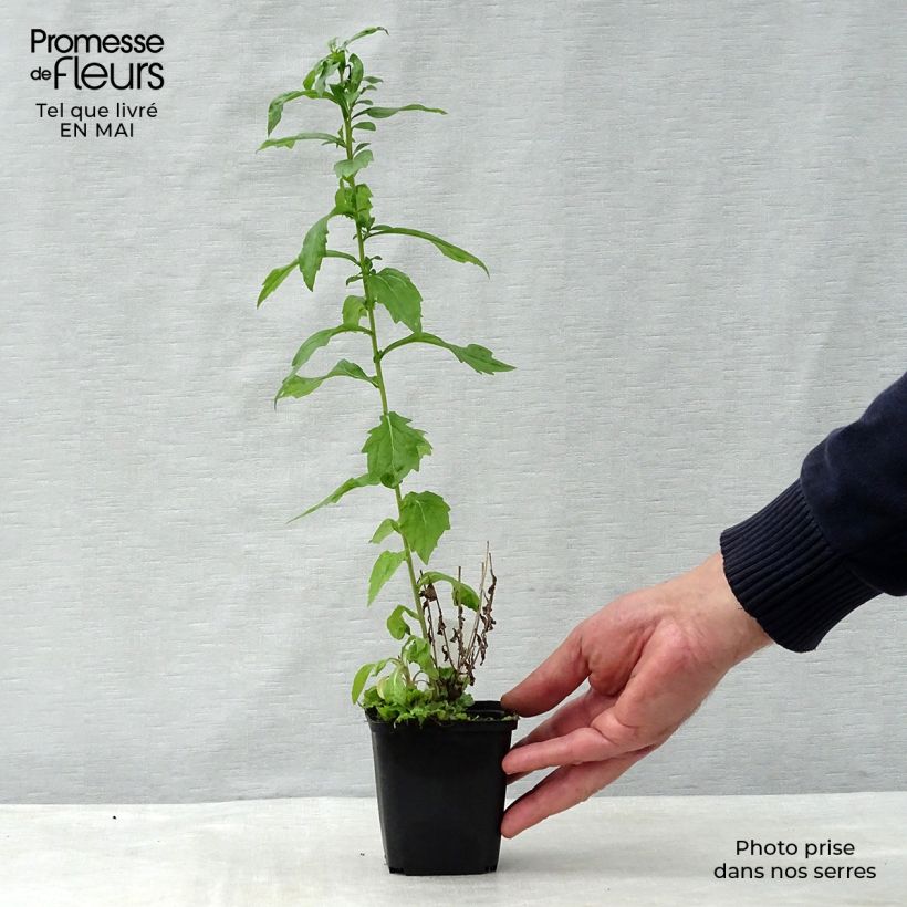 Kalimeris mongolica Antonia 8/9 cm pot sample as delivered in spring