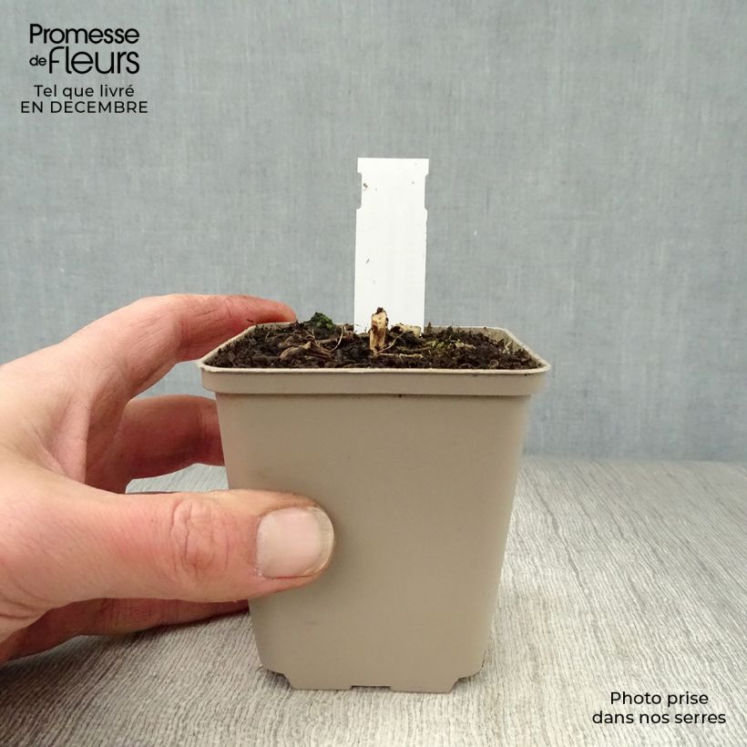 Kalimeris mongolica Antonia 8/9 cm pot sample as delivered in winter