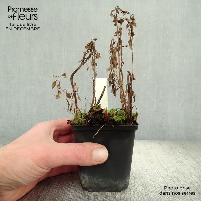 Kalimeris yomena Shogun 8/9 cm pot sample as delivered in winter