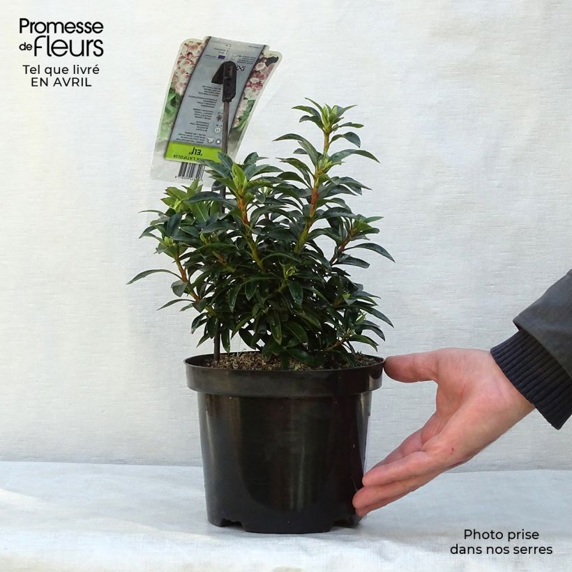 Kalmia latifolia Elf - Mountain Laurel 3L/4L pot sample as delivered in spring