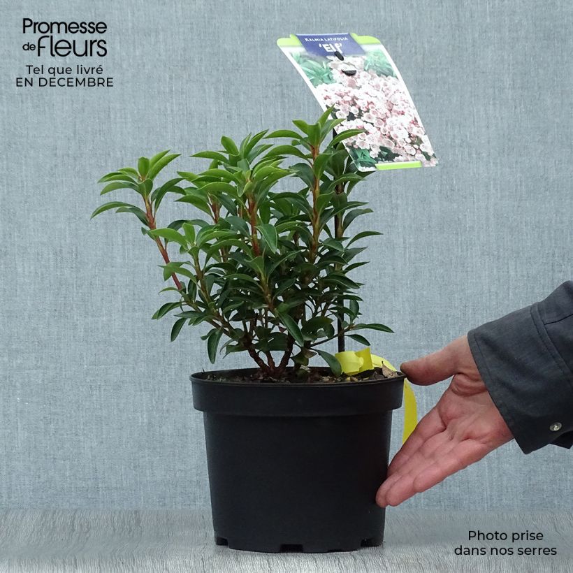 Kalmia latifolia Elf - Mountain Laurel 3L/4L pot sample as delivered in winter