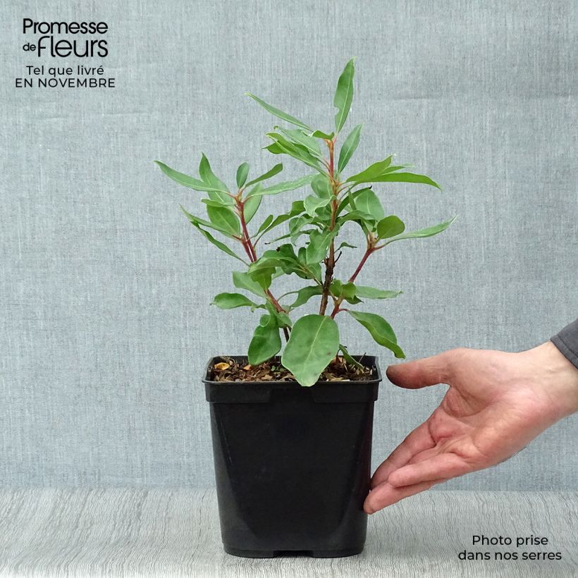 Kalmia latifolia Ewa - Mountain Laurel 3L/4L pot sample as delivered in autumn