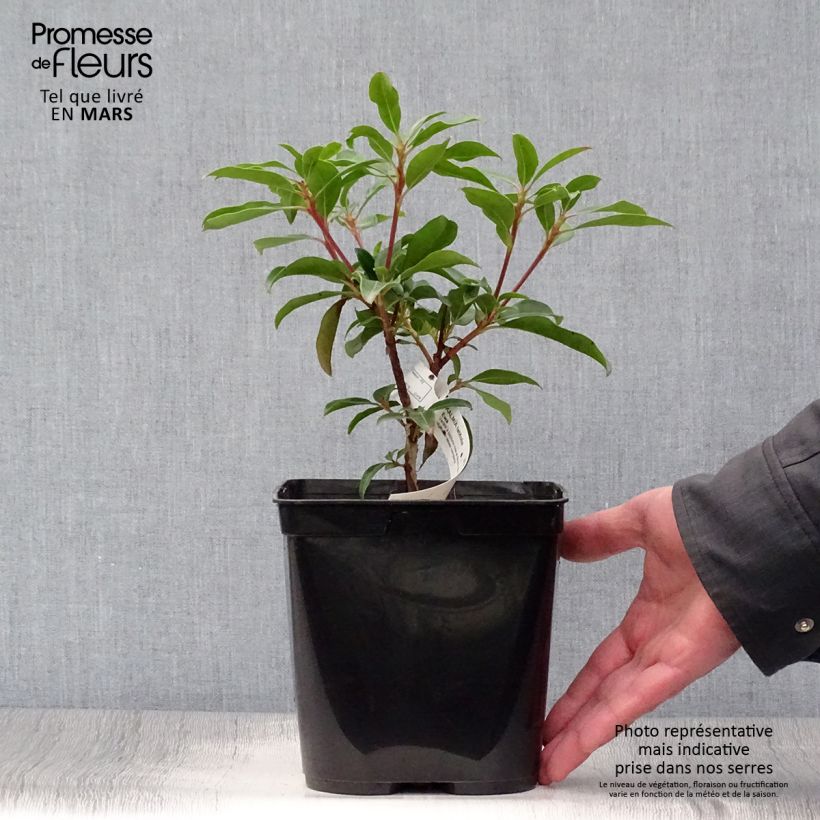 Kalmia latifolia Ewa - Mountain Laurel 3L/4L pot sample as delivered in spring