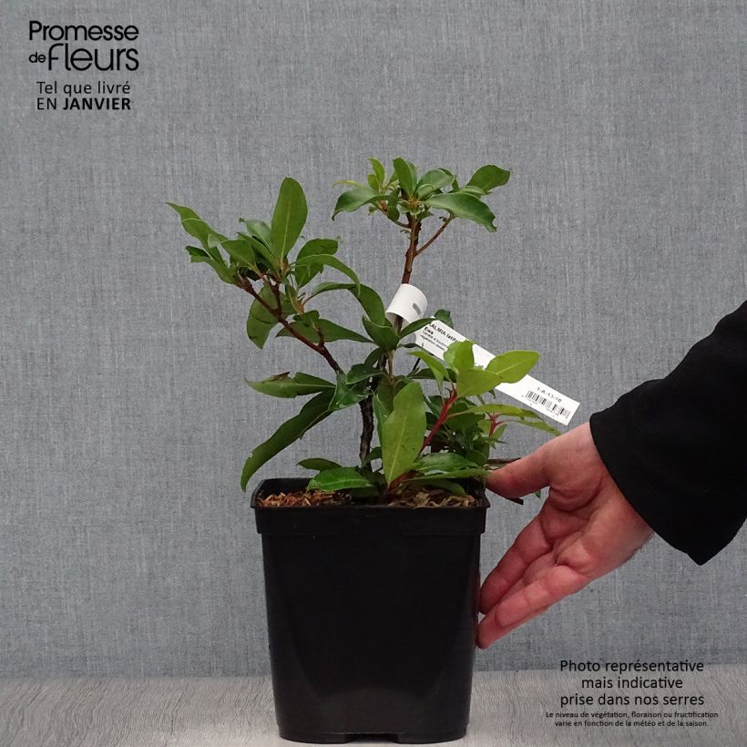 Kalmia latifolia Ewa - Mountain Laurel 3L/4L pot sample as delivered in winter