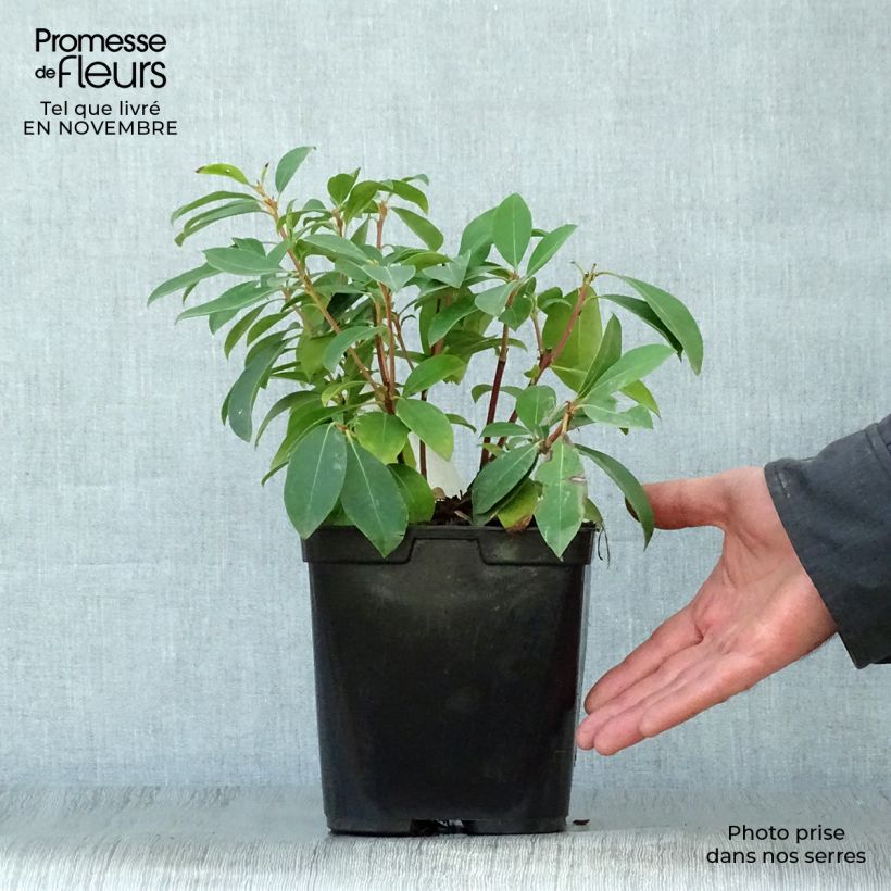 Kalmia latifolia Latchmin - Mountain Laurel 4L/5L pot sample as delivered in autumn