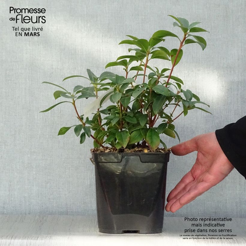 Kalmia latifolia Latchmin - Mountain Laurel 4L/5L pot sample as delivered in spring