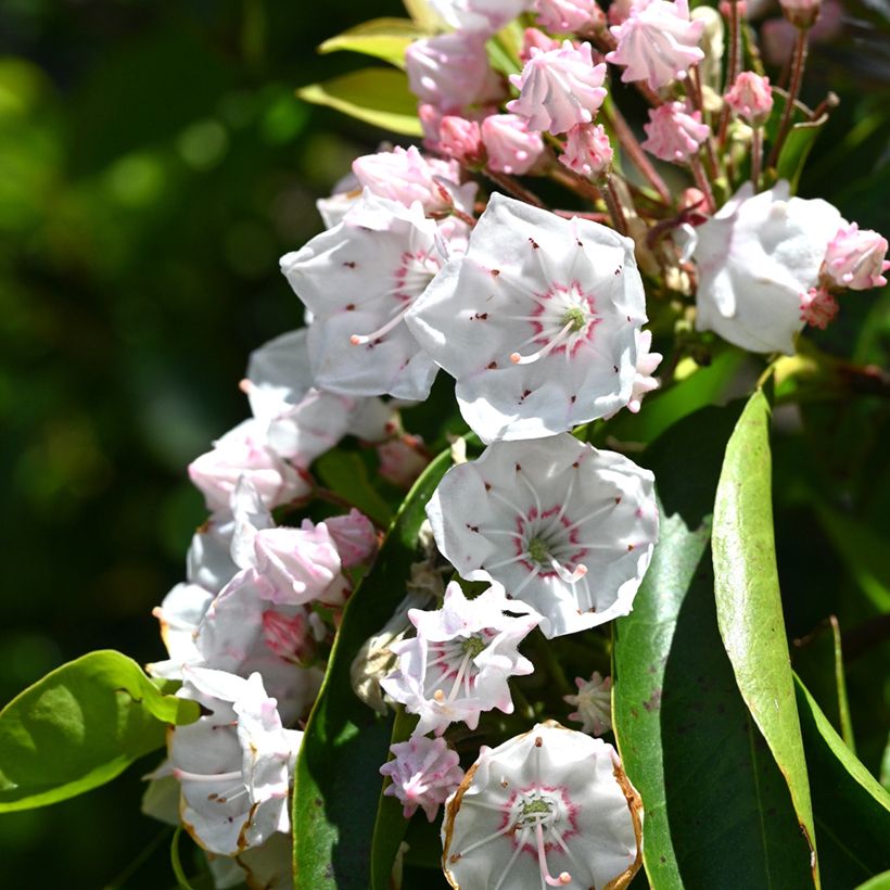 Kalmia latifolia - Mountain Laurel (Flowering)