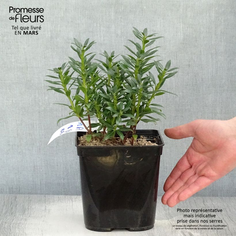 Kalmia latifolia Minuet - Mountain Laurel 2L/3L pot sample as delivered in spring