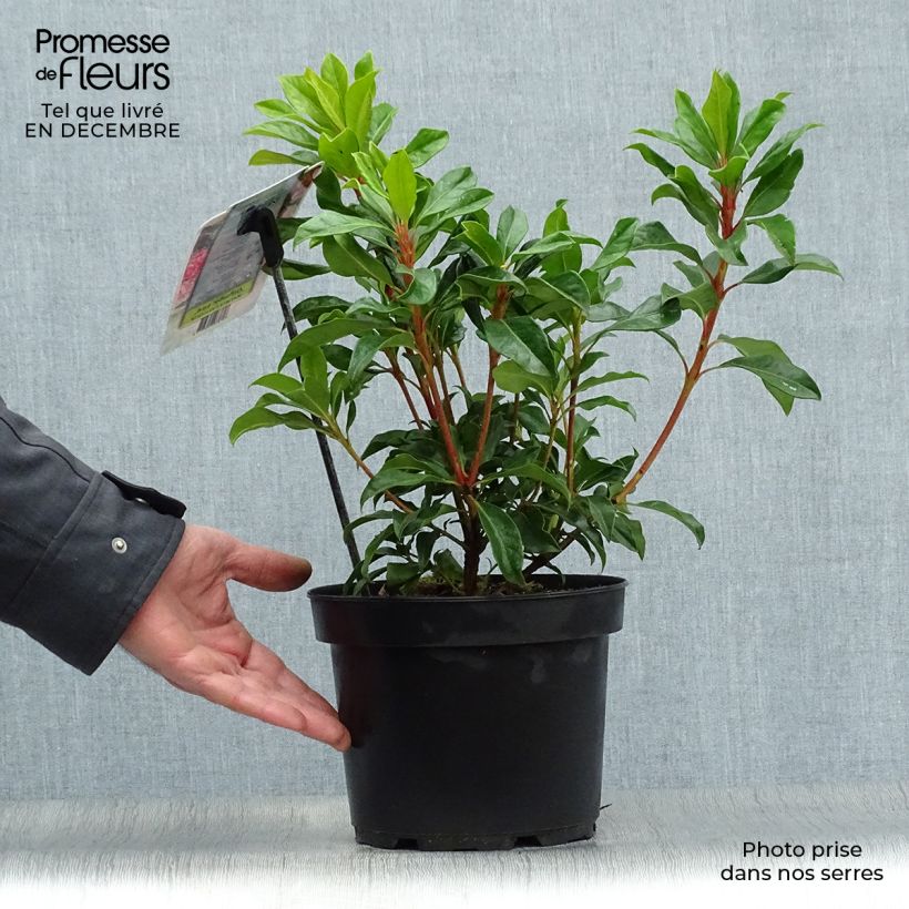 Kalmia latifolia Olympic Fire - Mountain Laurel 3L/4L pot sample as delivered in winter