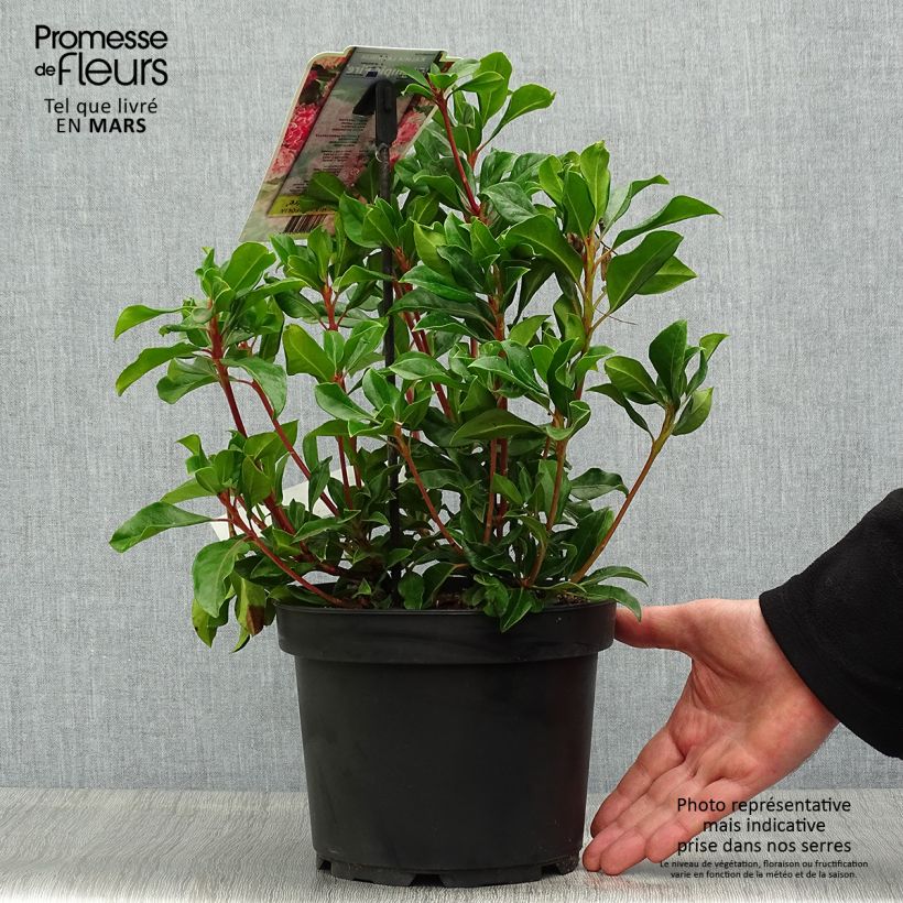 Kalmia latifolia Olympic Fire - Mountain Laurel 3L/4L pot sample as delivered in spring