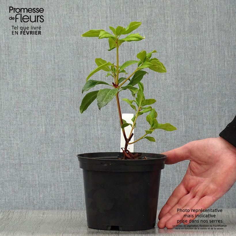 Kalmia latifolia Otsbo Red - Mountain Laurel 2L/3L pot sample as delivered in winter