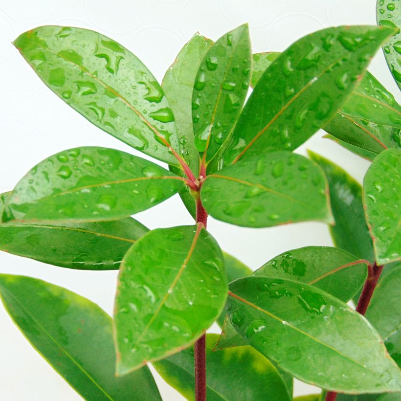 Kalmia latifolia Peppermint - Mountain Laurel (Foliage)