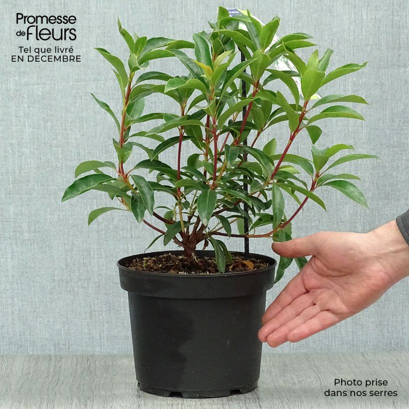 Kalmia latifolia Peppermint - Mountain Laurel 3L/4L pot sample as delivered in winter