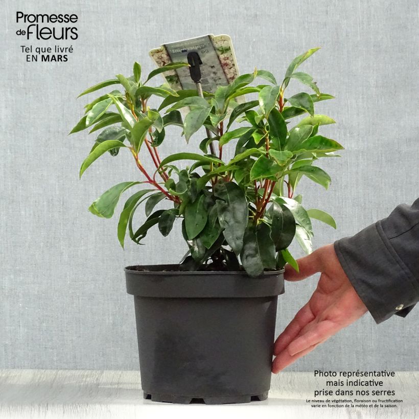 Kalmia latifolia Peppermint - Mountain Laurel 3L/4L pot sample as delivered in spring