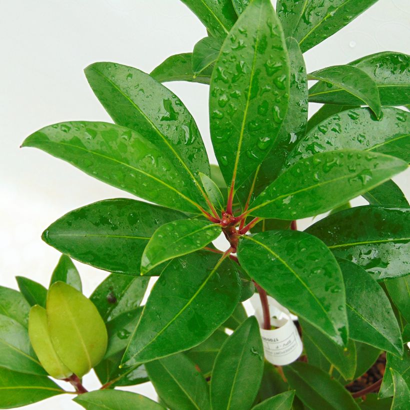 Kalmia latifolia Pink Charm - Mountain Laurel (Foliage)