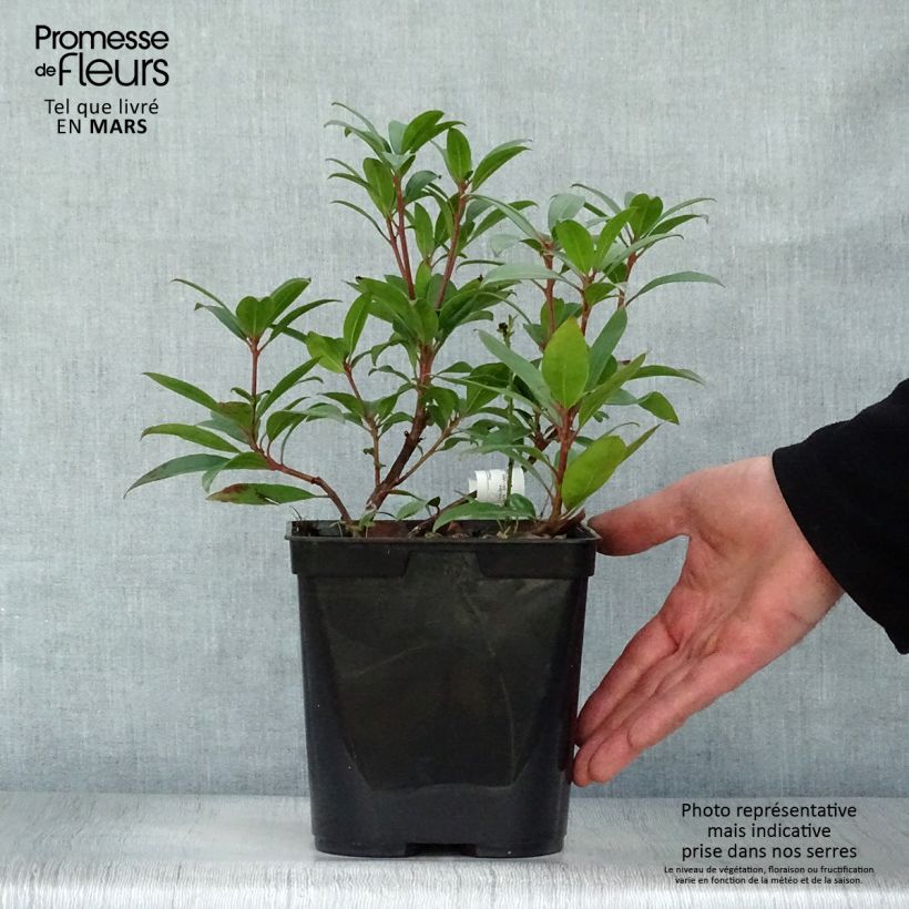 Kalmia latifolia Pinkobello - Mountain Laurel 3L/4L pot sample as delivered in spring