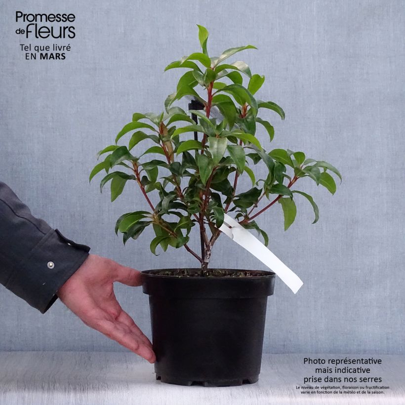 Kalmia latifolia Zebulon 3L/4L pot sample as delivered in spring