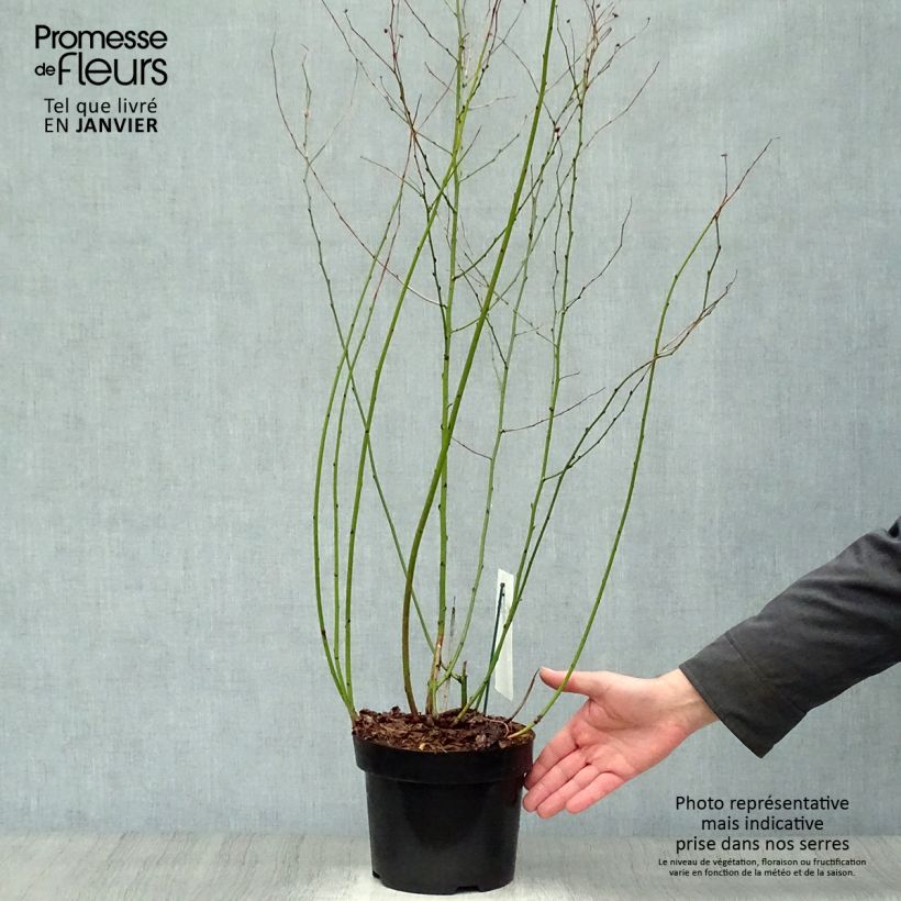 Kerria japonica Golden Guinea - Japanese Rose 2L/3L pot sample as delivered in winter