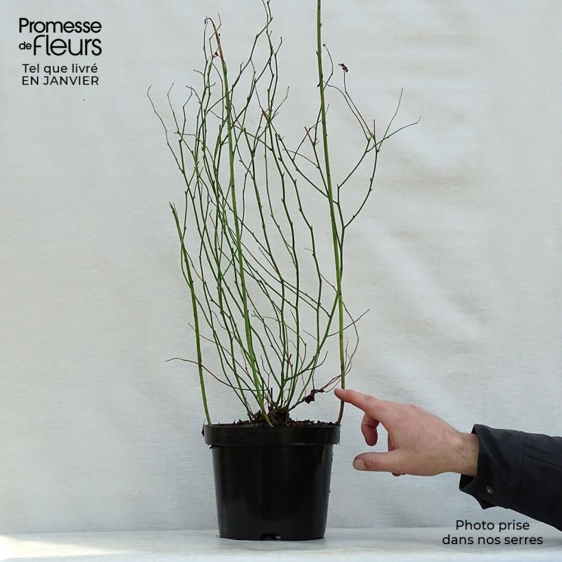 Kerria japonica Pleniflora - Japanese Rose 2L/3L pot sample as delivered in winter