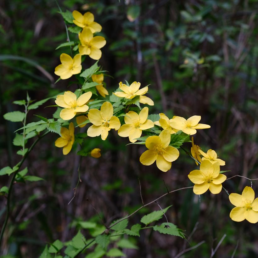 Kerria japonica  (Flowering)