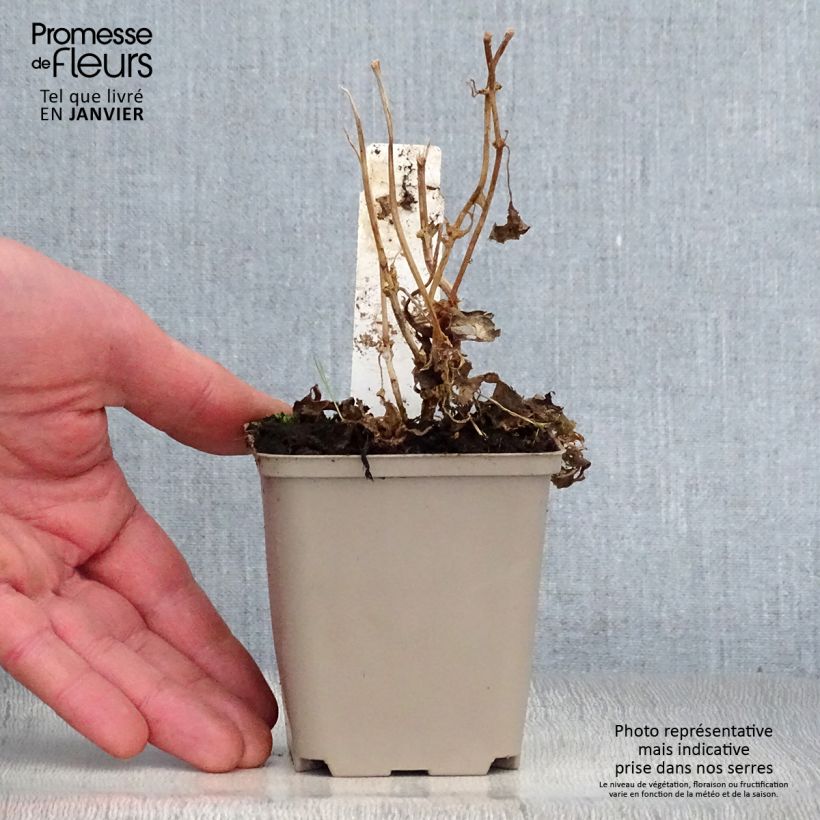 Kirengeshoma palmata 8/9 cm pot sample as delivered in winter