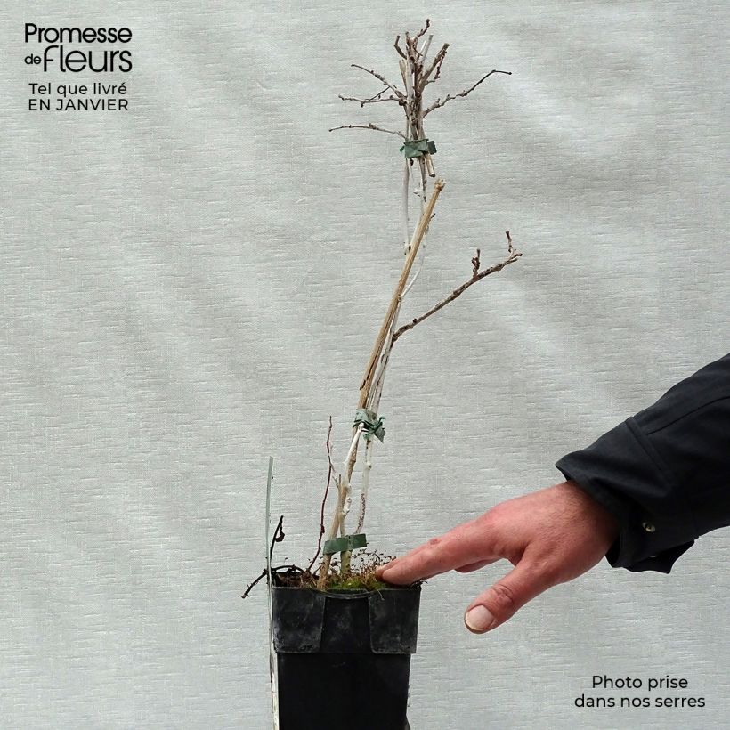 Hardy Kiwi Geneva (female) - Actinidia arguta 1.5L/2L pot sample as delivered in winter