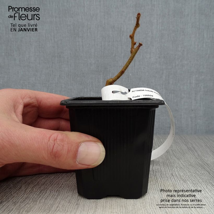 Kiwi Plant Kiwidoo (female) - Actinidia deliciosa 8/9 cm pot sample as delivered in winter