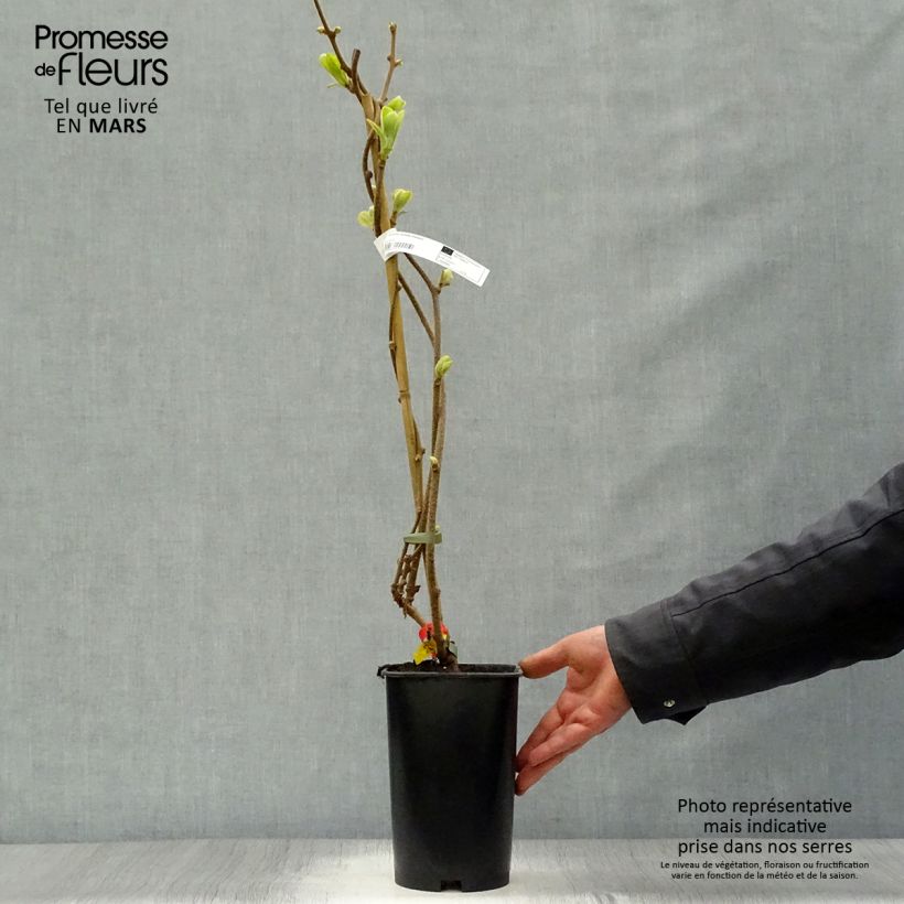 Kiwi Plant Kiwidoo (female) - Actinidia deliciosa 2L/3L pot sample as delivered in spring