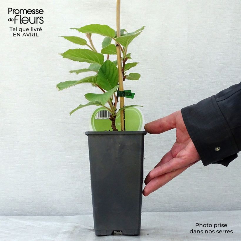 Kiwi Plant Atlas (male) - Actinidia deliciosa 1.5L/2L pot sample as delivered in spring