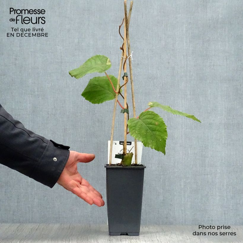 Kiwi Plant Hayward (female) - Actinidia deliciosa 1.5L/2L pot sample as delivered in winter