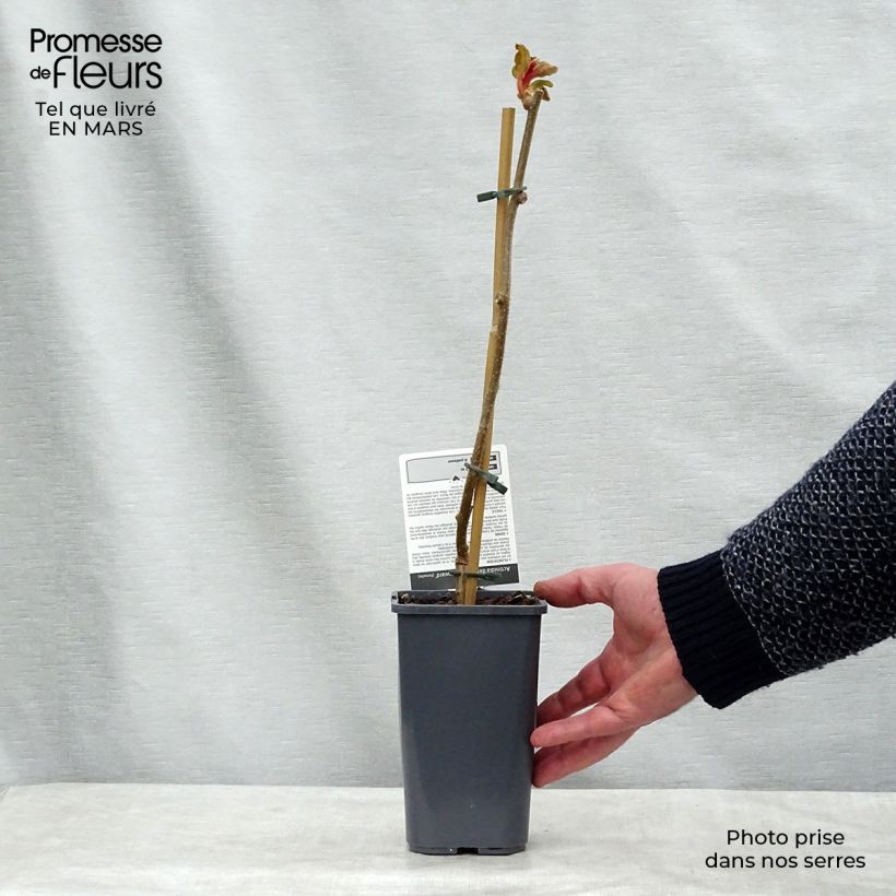 Organic Kiwi Plant Hayward (female) - Actinidia deliciosa 1.5L/2L pot sample as delivered in spring