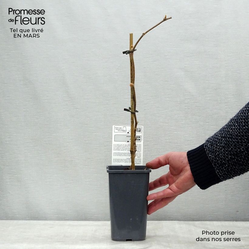 Organic Kiwi Plant Jenny (self-fertile) - Actinidia deliciosa 1.5L/2L pot sample as delivered in spring