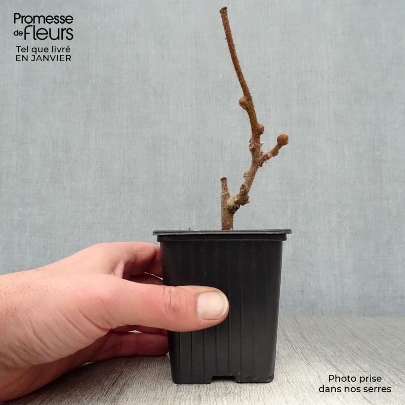 Kiwi Plant Solissimo (self-fertile) - Actinidia chinensis 8/9 cm pot sample as delivered in winter