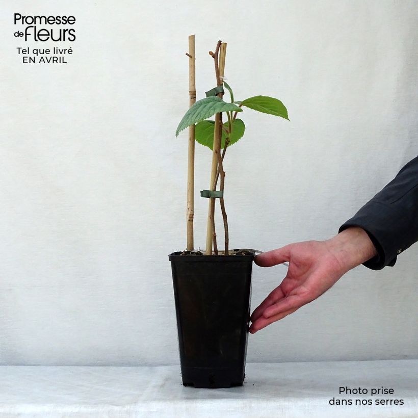 Kiwi Plant Solissimo (self-fertile) - Actinidia chinensis 1L/1.5L pot sample as delivered in spring