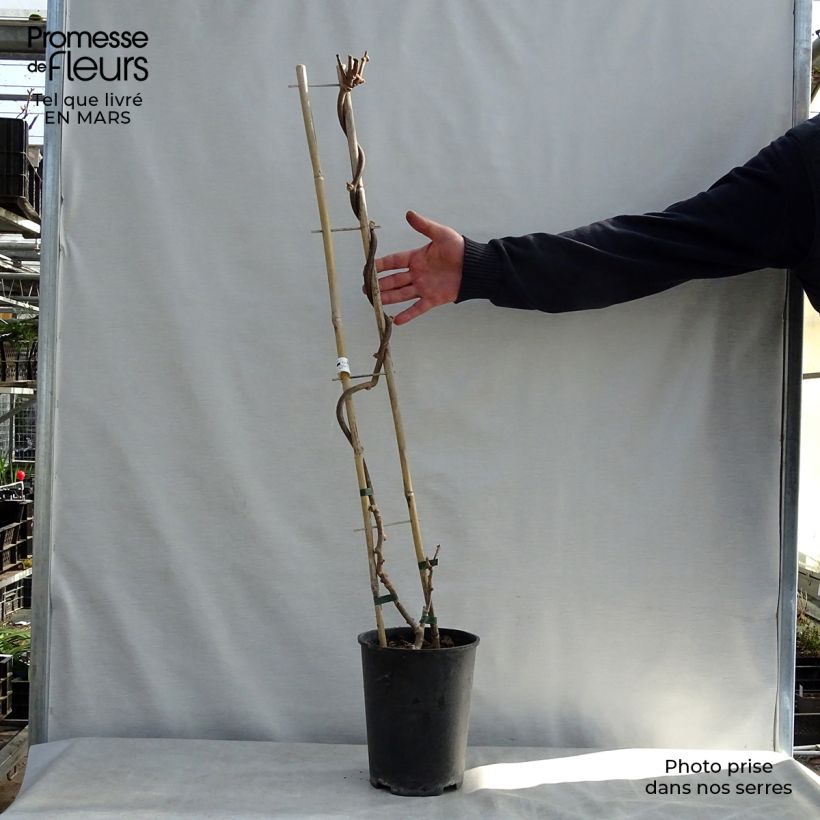 Kiwi Plant Solissimo (self-fertile) - Actinidia chinensis 4L/5L pot sample as delivered in spring