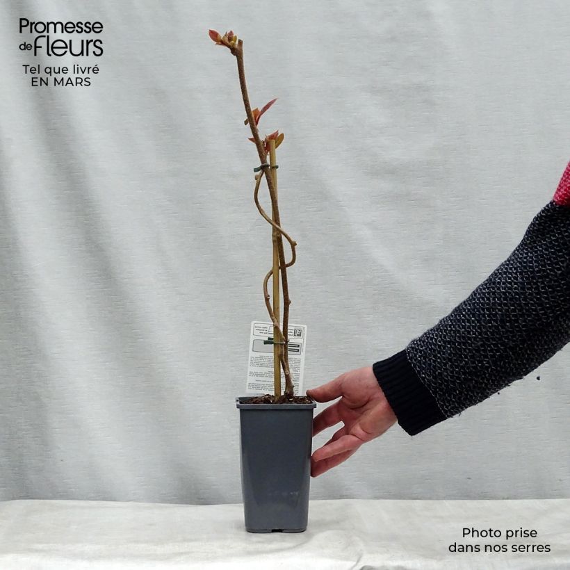 Organic Kiwi Plant Tomuri (male) - Actinidia deliciosa 1.5L/2L pot sample as delivered in winter