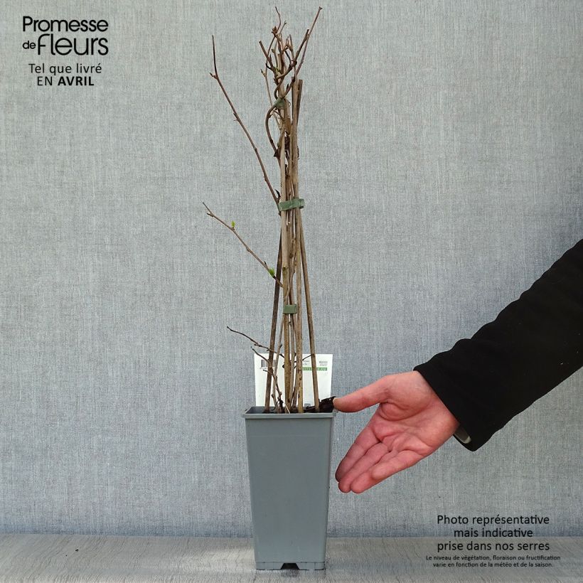 Hardy Kiwi Bayern (female) - Actinidia arguta 2L/3L pot sample as delivered in spring