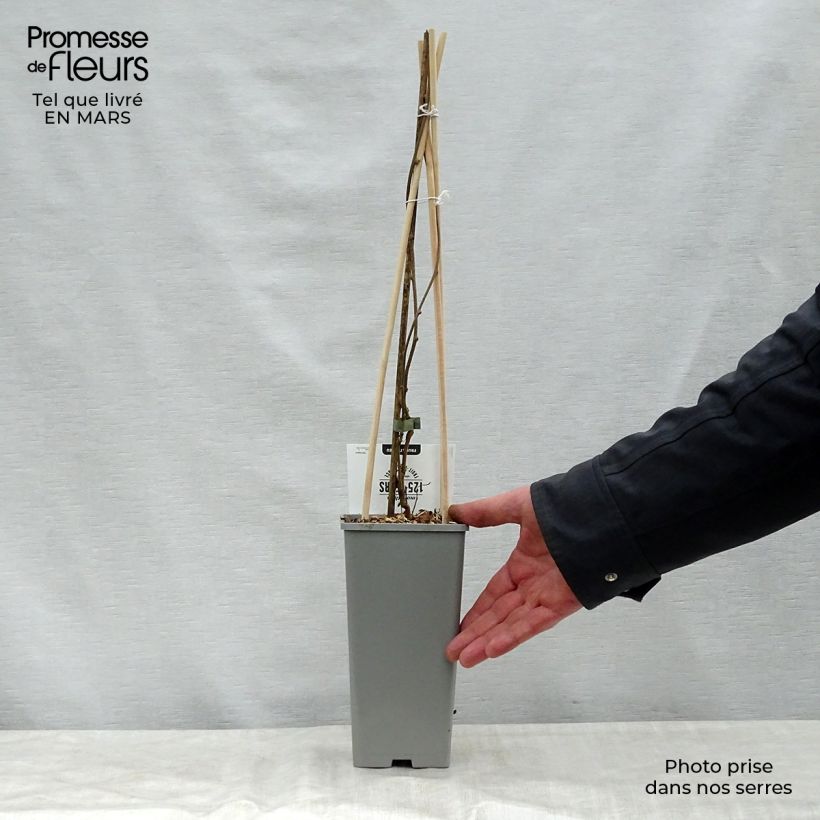 Hardy Kiwi Geneva (self-fertile) - Actinidia arguta 1.5L/2L pot sample as delivered in spring