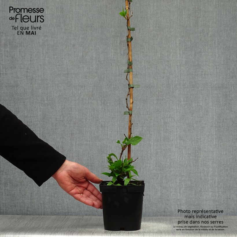 Hardy Kiwi Ken's Red (female) - Actinidia arguta 1.5L/2L pot sample as delivered in spring